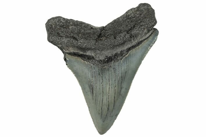 Serrated, Juvenile Megalodon Tooth - South Carolina #293908